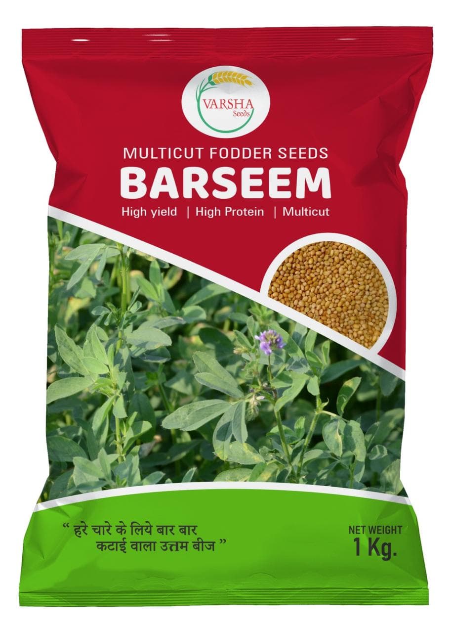 Barseem Fodder Seeds