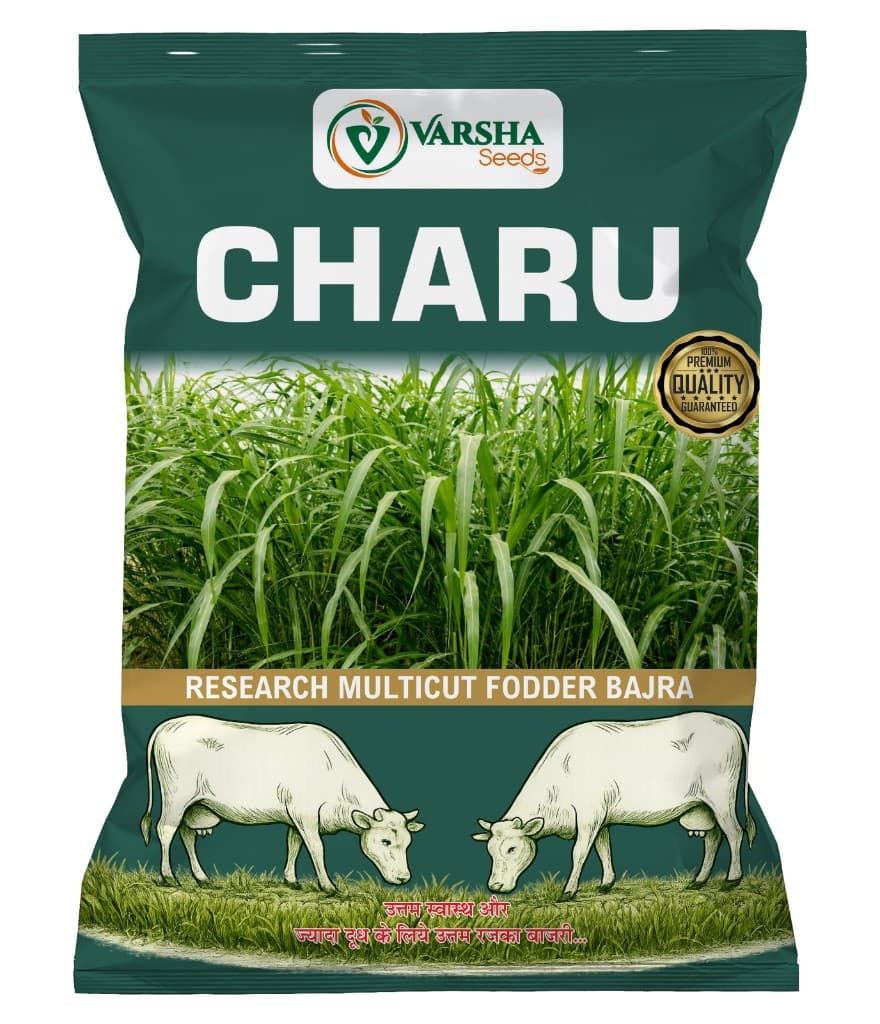 Charu (Research Fodder Bajra) - Judo
