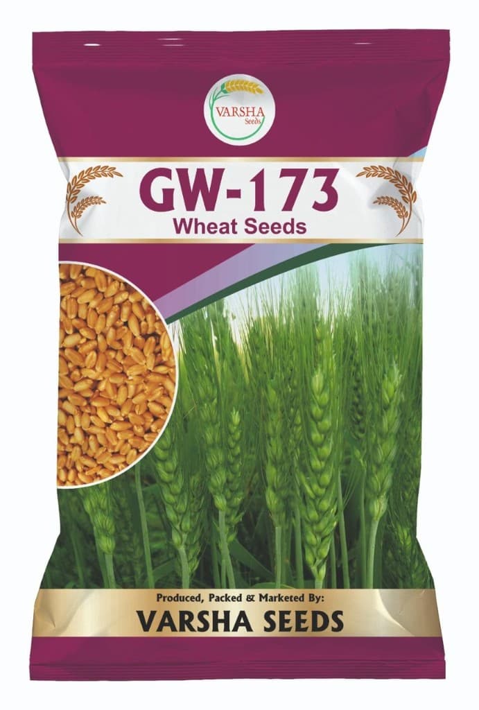 GW-173 (Wheat Seeds)