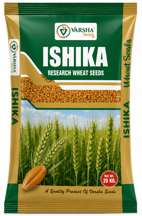 Wheat (Food Grain Seeds)