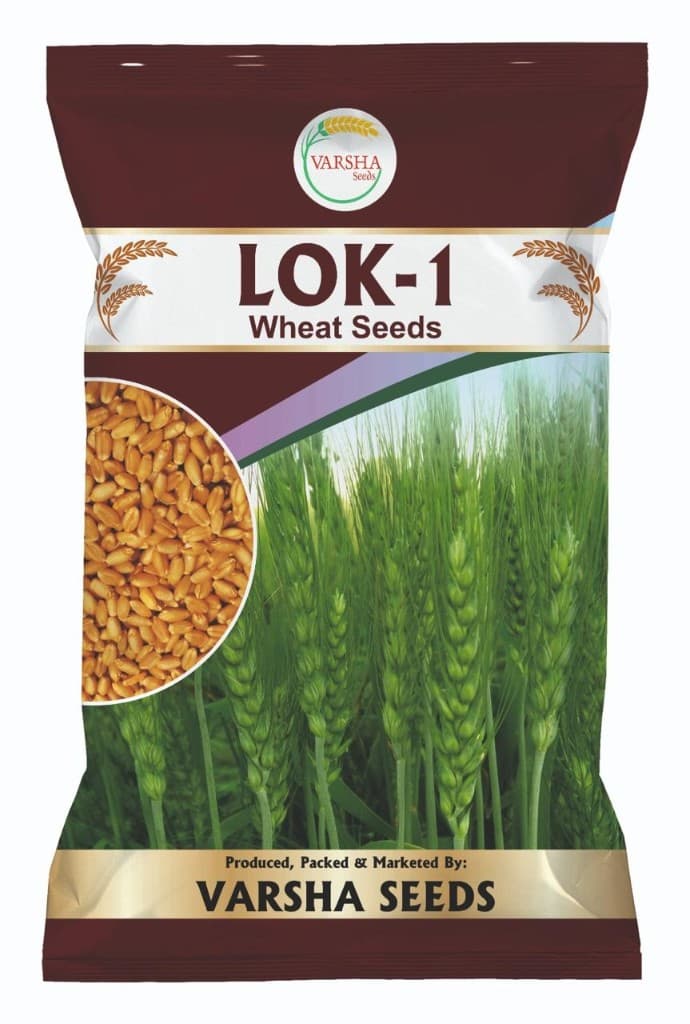 LOK-1 (Wheat Seeds)