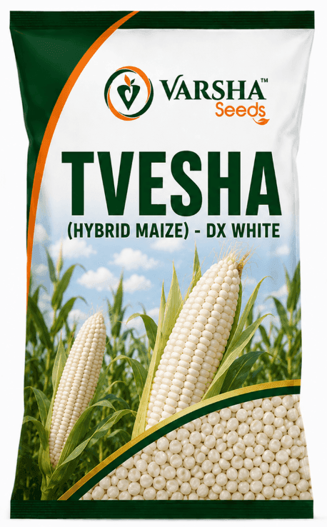 Tvesha (Hybrid Maize) - DX White