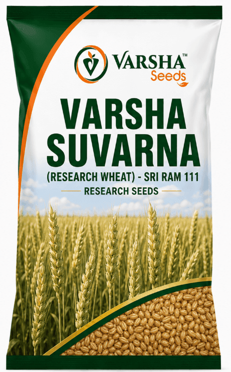 Varsha Suvarna (Research Wheat) - Sri Ram 111